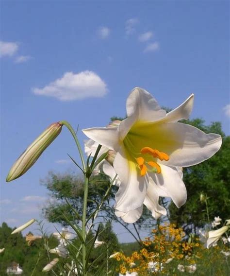 突然聞到百合花香|百合花的香味之谜（探究百合花的芳香成分和香味特点，解开百合。